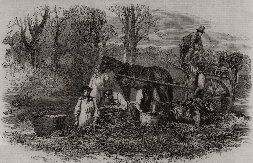 Gathering, washing, bunching, and carting carrots for the London market 1861